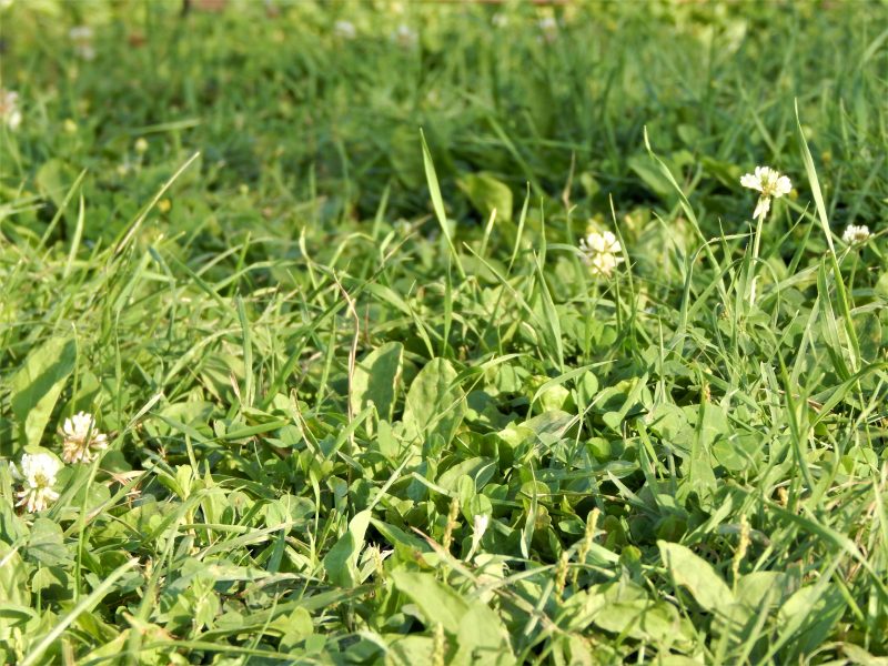 Can Chickens Eat Weeds in Your Garden? Backyard Poultry